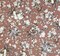 1 Yard Textured Rose Rayon Crinkle Fabric 50/52" Wide for Apparel & Costume Fabric